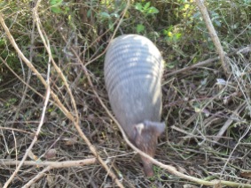 An armadillo that Emily carefully stalked until it was a foot from her feet